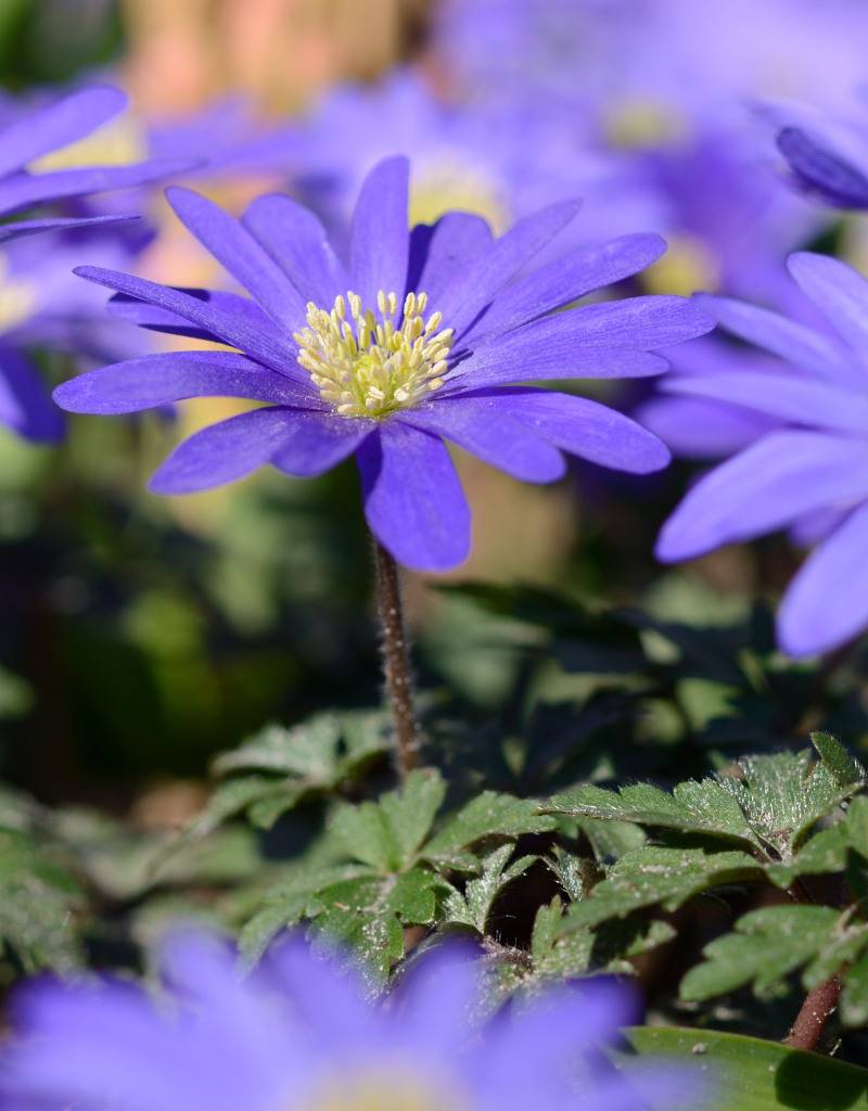 Anemoon (oosterse)  Anemone blanda 'Blue Shades' (Oosterse anemoon) - 300 stuks voor 12m2 (directe levering)