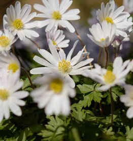 Anemoon (oosterse)  Anemone blanda 'White Splendour' (directe levering)