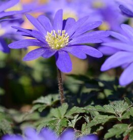 Anemoon (oosterse)  Anemone blanda 'Blue Shades' (directe levering)