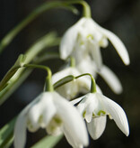 Sneeuwklokje  Galanthus nivalis 'Flore Pleno' - 'in het Groen' - Natuurlijk geteeld