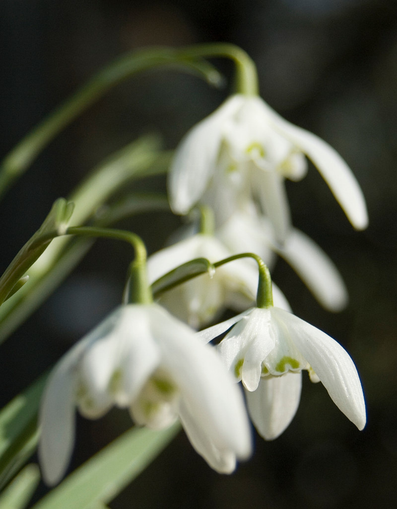 Sneeuwklokje  Galanthus nivalis 'Flore Pleno' - 'in het Groen' - Natuurlijk geteeld
