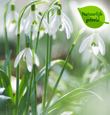 Sneeuwklokje  Galanthus nivalis (Sneeuwklokje) - Stinzenplant - 'in het Groen' - Natuurlijk geteeld