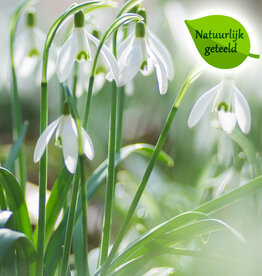 Sneeuwklokje  Galanthus nivalis - 'in het Groen' - Natuurlijk geteeld