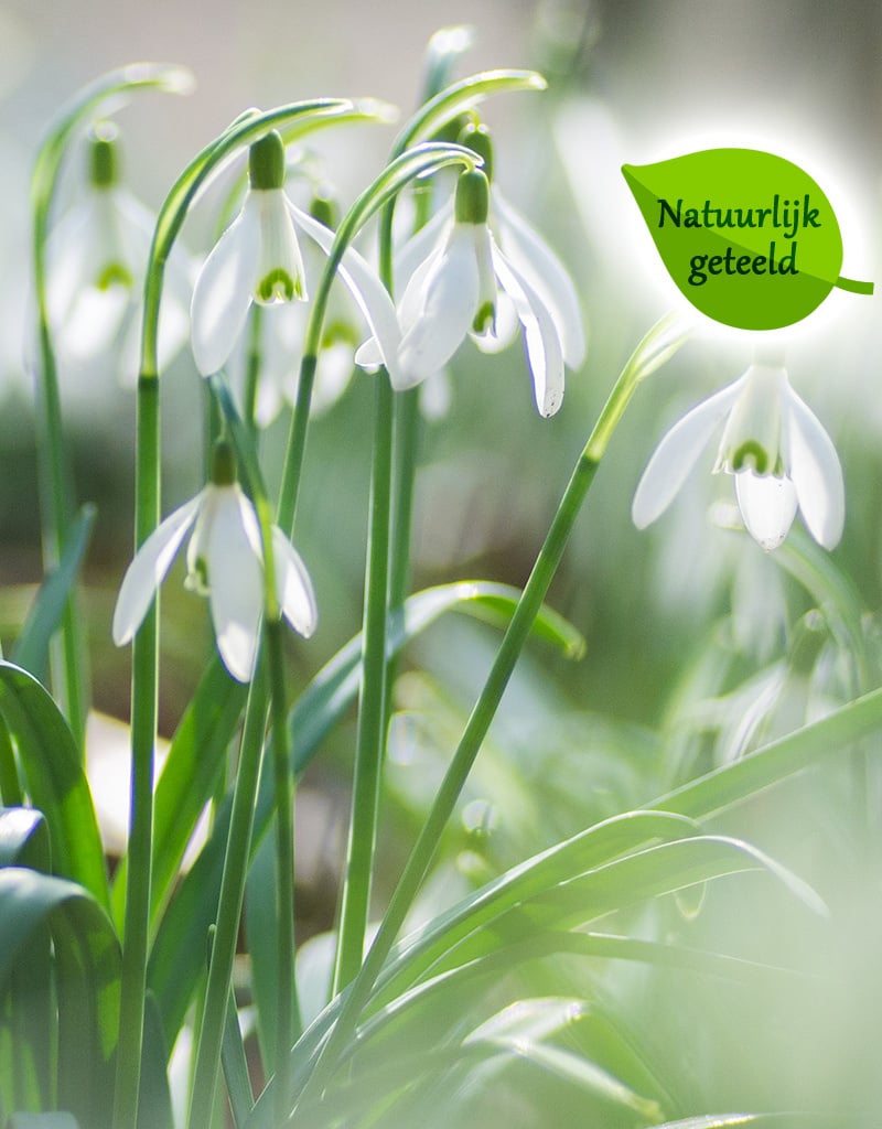 Sneeuwklokje  Galanthus nivalis (Sneeuwklokje) - Stinzenplant - 'in het Groen' - Natuurlijk geteeld