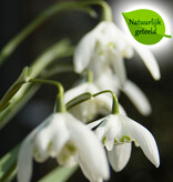 Sneeuwklokje  Galanthus nivalis 'Flore Pleno' - 'in het Groen' - Natuurlijk geteeld