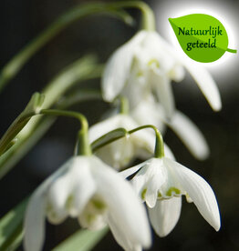 Sneeuwklokje  Galanthus nivalis 'Flore Pleno' - 'in het Groen' - Natuurlijk geteeld