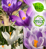 Krokus  Mix: Grootbloemig krokusmengsel - BIO