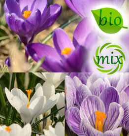 Krokus  Mix: Grootbloemig krokusmengsel - BIO