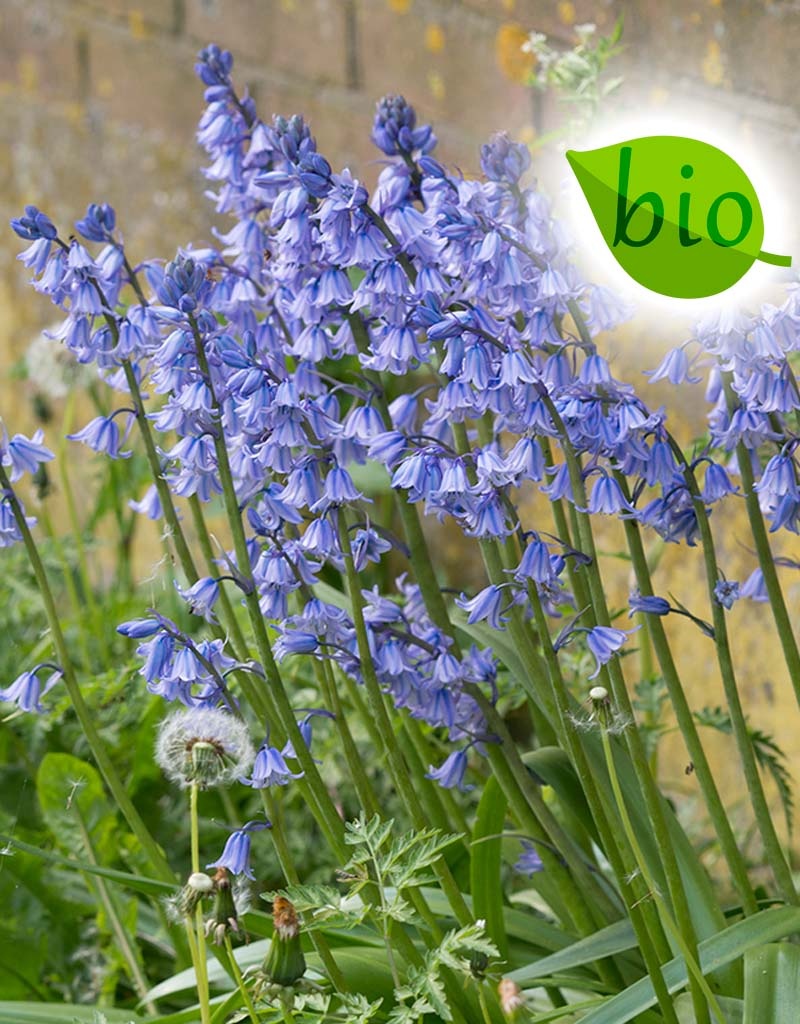 Mix  Mix: Volop lente: nectar voor de bij - BIO