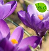 Krokus  Mix: Grootbloemig krokusmengsel - BIO