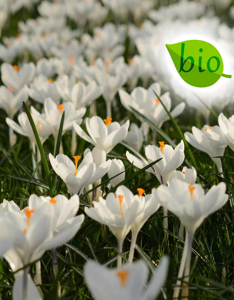 Krokus  Mix: Grootbloemig krokusmengsel - BIO