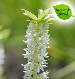 Ananasplant  Eucomis autumnalis - Natuurlijk geteeld