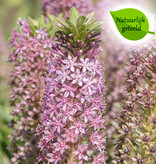 Ananasplant  Eucomis comosa 'Pink Gin' - Natuurlijk geteeld