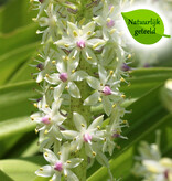 Ananasplant  Eucomis comosa - Natuurlijk geteeld