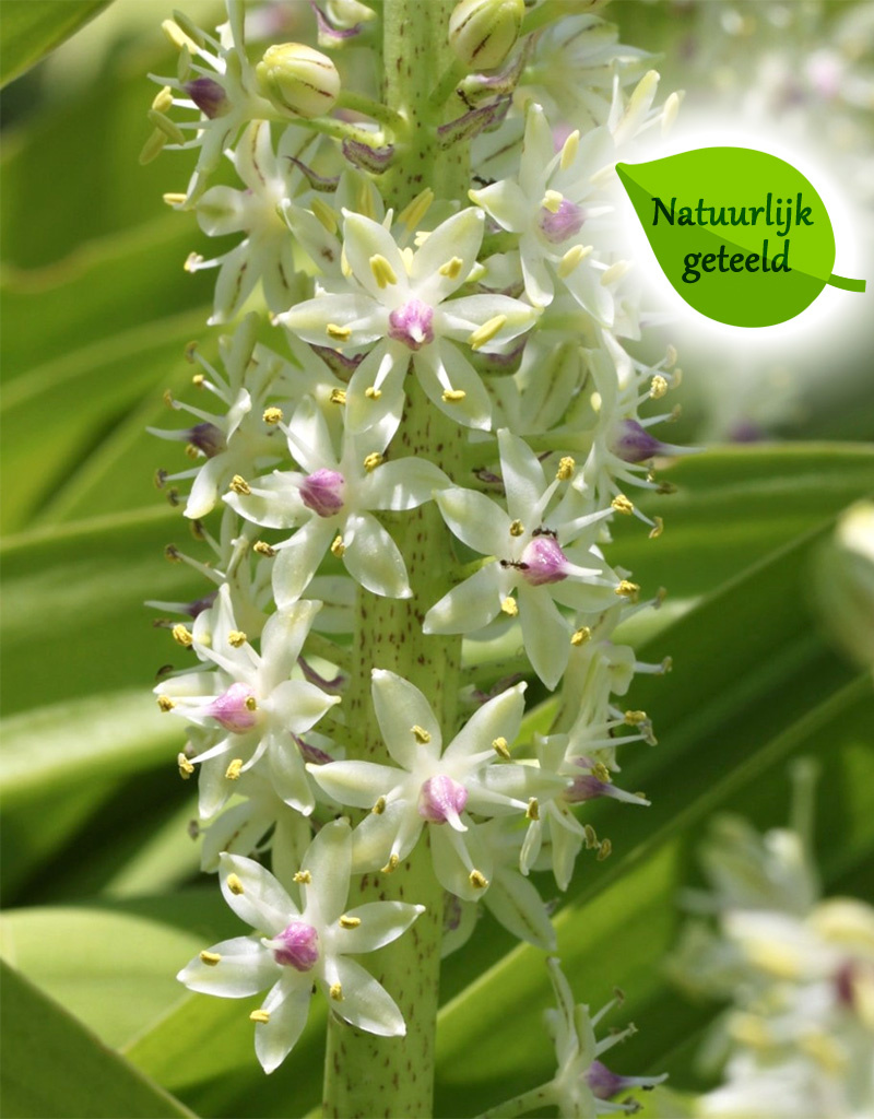 Ananasplant  Eucomis comosa - Natuurlijk geteeld