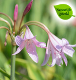 Haaklelie Crinum x powellii (haaklelie) - Natuurlijk geteeld