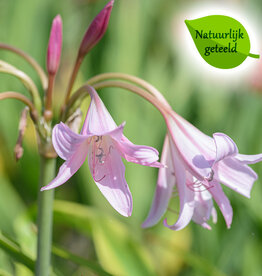 Haaklelie Crinum x powellii - Natuurlijk geteeld