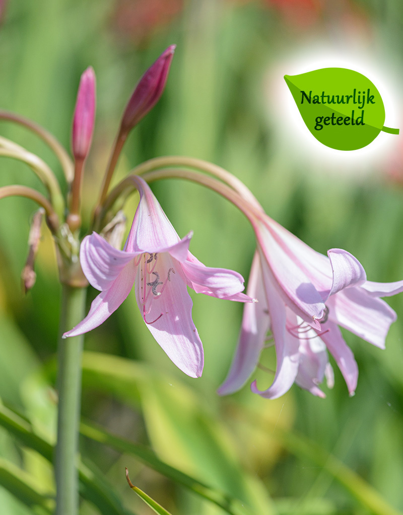 Haaklelie Crinum x powellii (haaklelie) - Natuurlijk geteeld