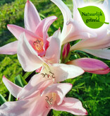 Amarcrinum Amarcrinum 'Howardii' - Natuurlijk geteeld