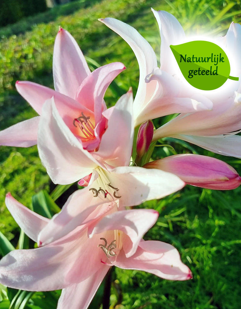 Amarcrinum Amarcrinum 'Howardii' - Natuurlijk geteeld