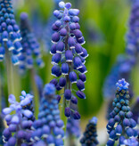 Blauwe druifjes  Muscari 'Joyce Spirit' (Blauw druifje), BIO