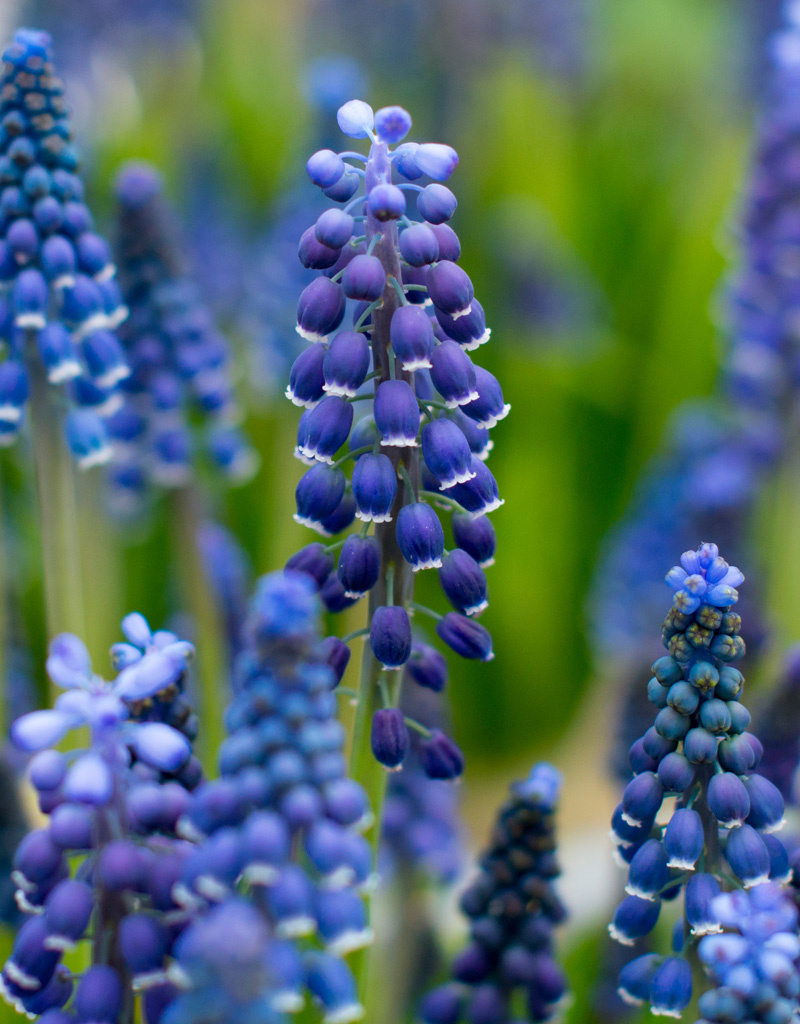 Blauwe druifjes  Muscari 'Joyce Spirit' (Blauw druifje), BIO