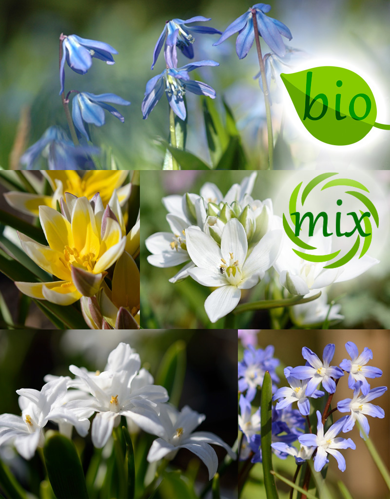 Mix  Mix: Vroege Nectar voor de bij - BIO - 150 stuks voor 3 tot 6m2