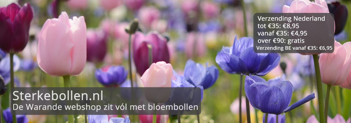 bloembollen