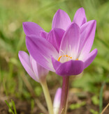 Herfsttijloos  Colchicum speciosum 'Atrorubens' (Herfsttijloos)