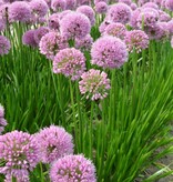 Sierui  Allium 'Summer Beauty' - AANBIEDING - (directe levering)