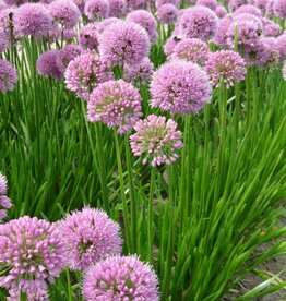 Sierui  Allium 'Summer Beauty' - AANBIEDING - (directe levering)