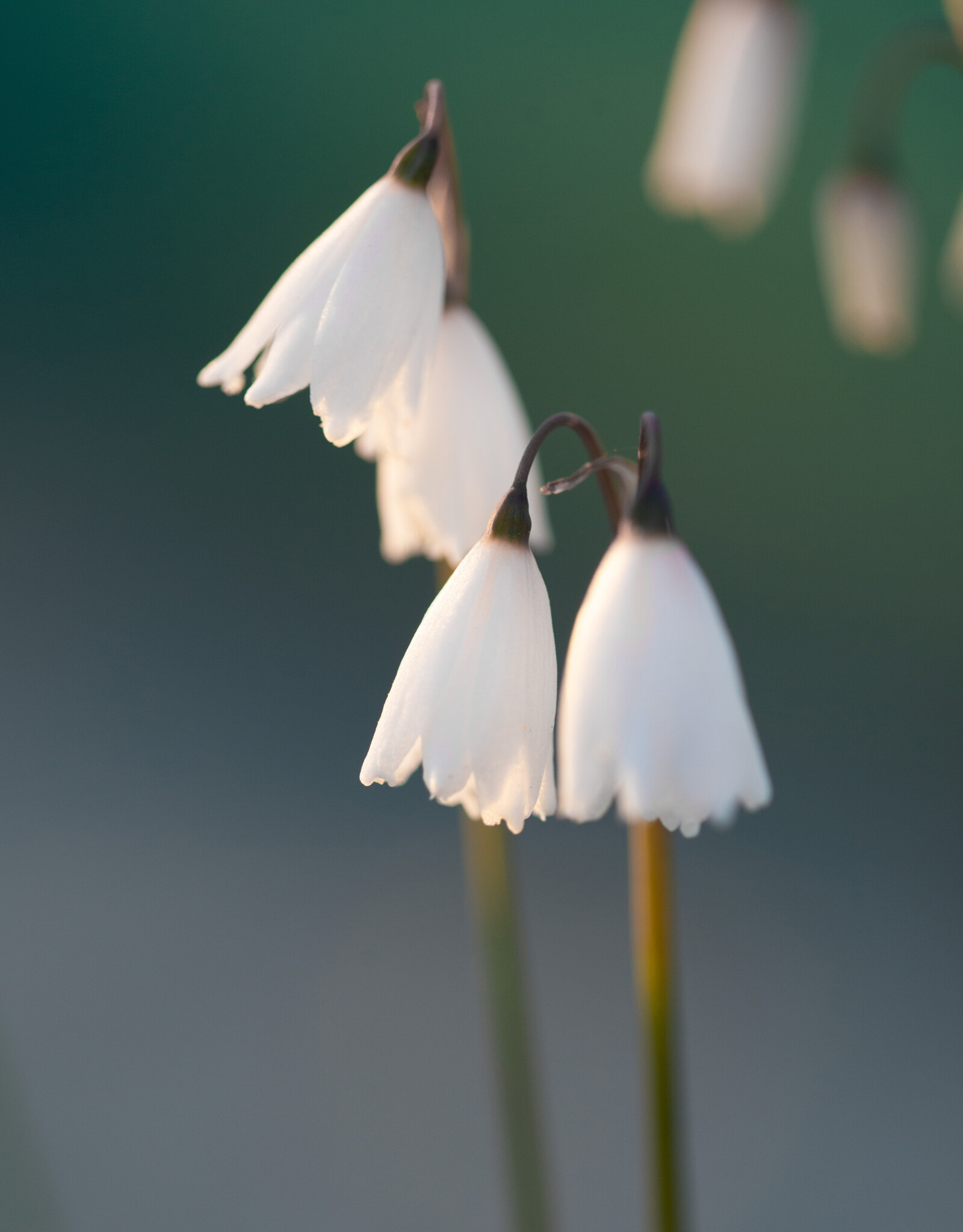 Herfstklokje  Acis autumnalis ‘September Snow’ (Herfstklokje)