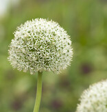 Sierui  Allium 'White Giant' (Sierui)