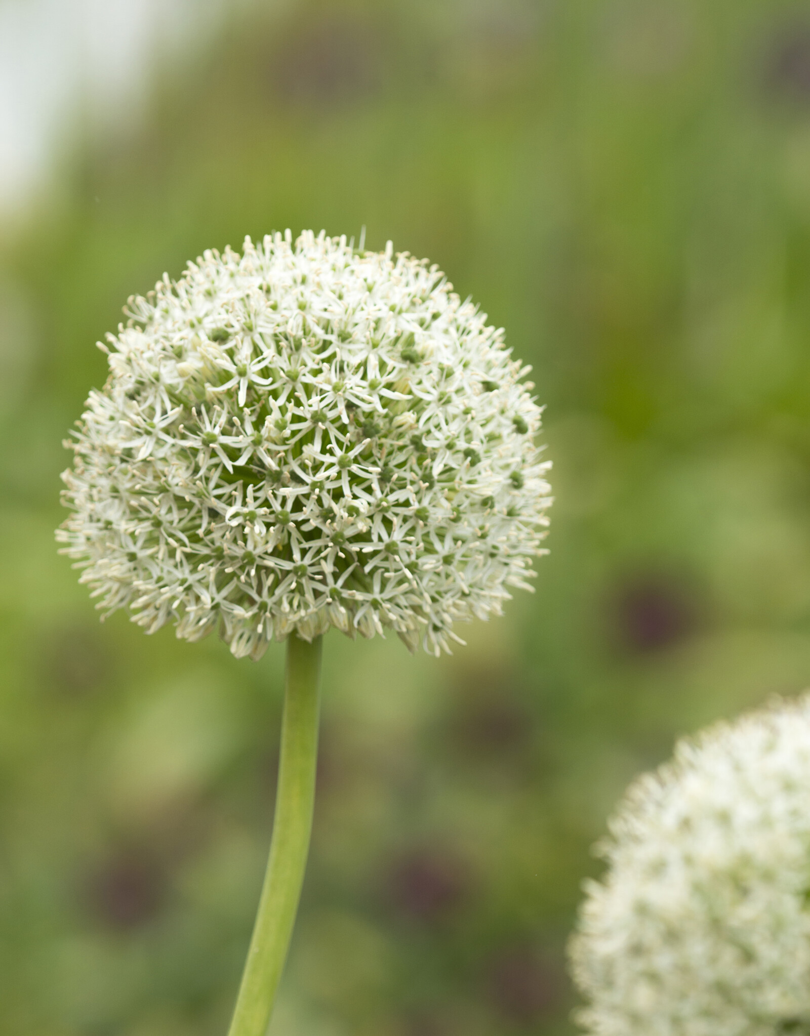 Sierui  Allium 'White Giant' (Sierui)