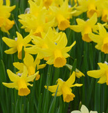 Narcis  Narcissus 'February Gold'