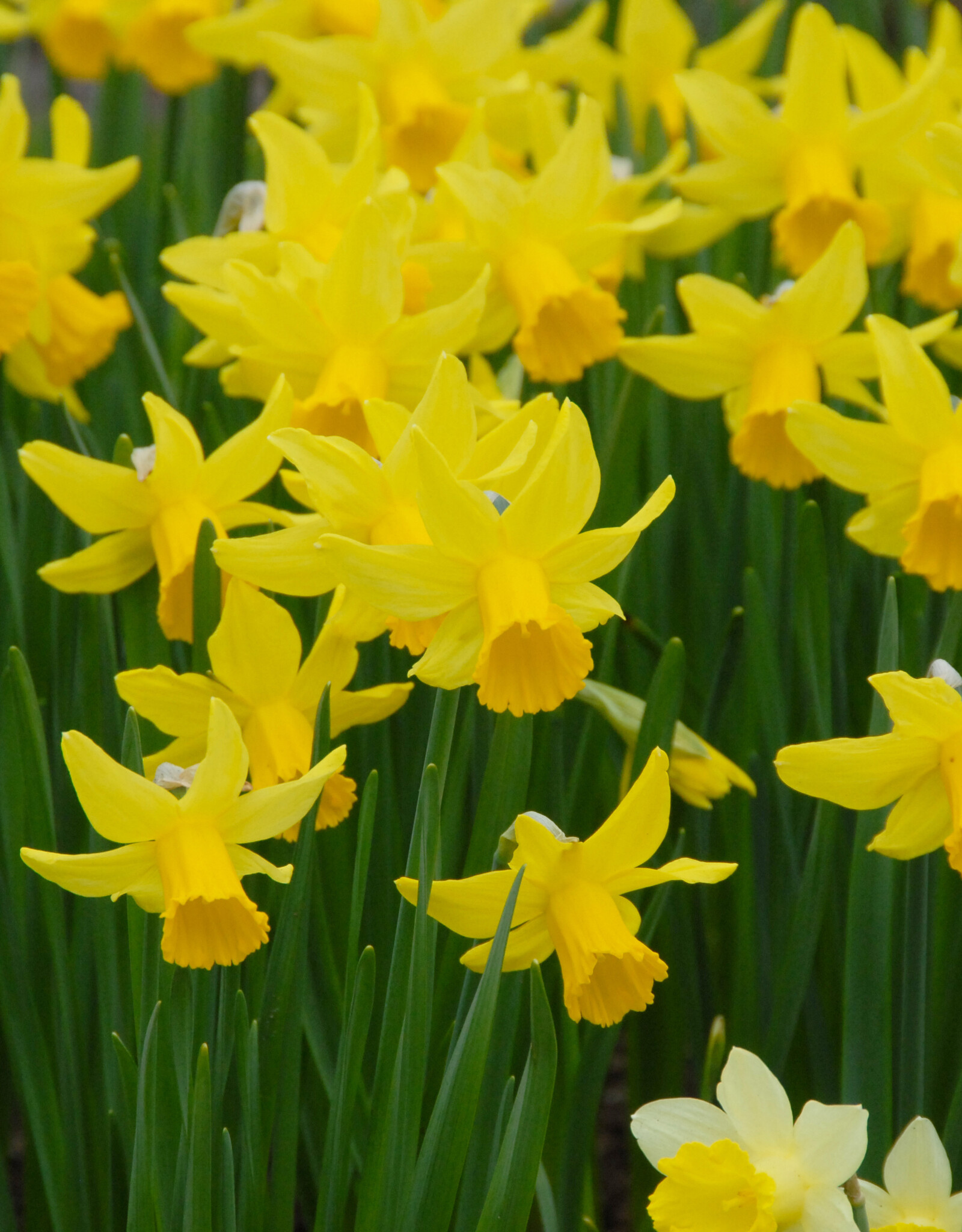 Narcis  Narcissus 'February Gold'