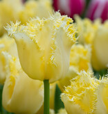 Tulp  Tulipa 'Rebellious Yellow', BIO