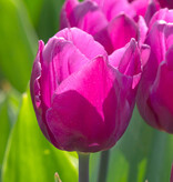 Tulp  Tulipa 'Purple Prince', BIO - AANBIEDING