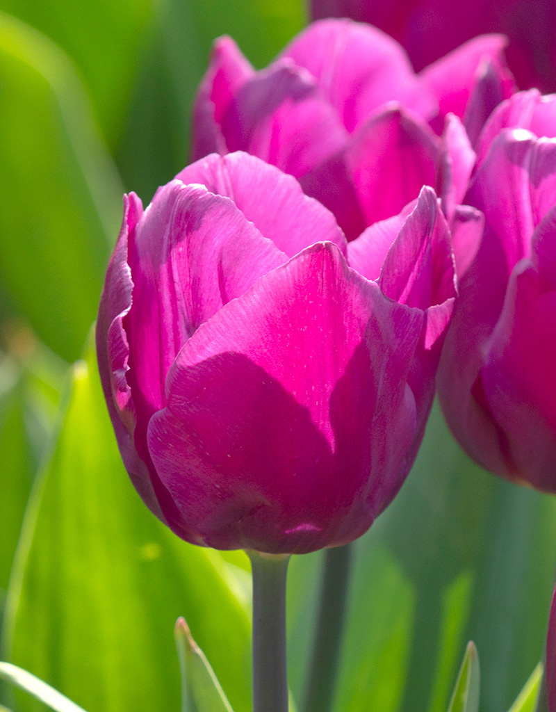 Tulp  Tulipa 'Purple Prince', BIO - AANBIEDING