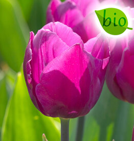 Tulp  Tulipa 'Purple Prince', BIO - AANBIEDING