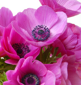 Anemoon (klaproos)  Anemone coronaria 'Sylphide' - AANBIEDING