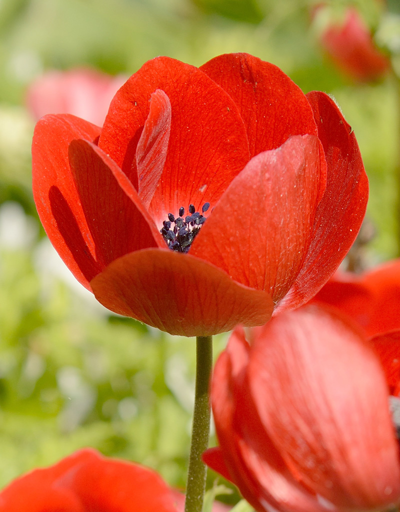 Anemoon (klaproos)  Anemone coronaria 'Hollandia' (klaproos anemoon) - AANBIEDING