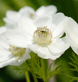 Anemoon (klaproos)  Anemone coronaria 'Bride' (klaproos anemoon) - AANBIEDING