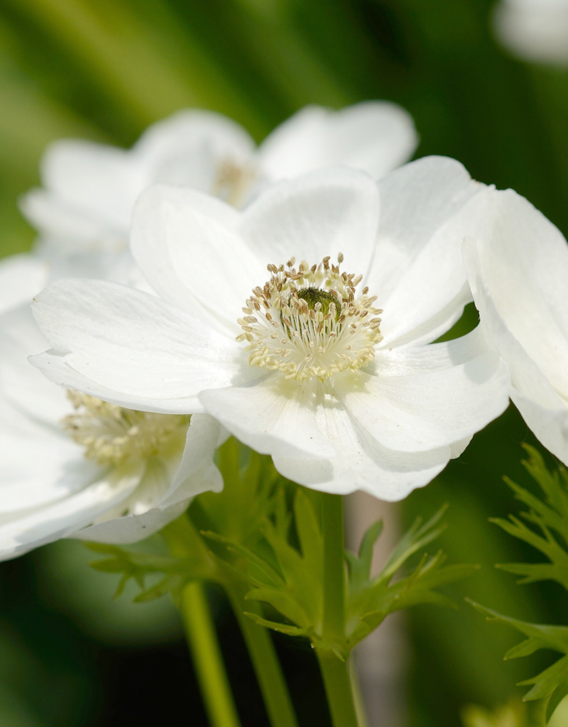 Anemoon (klaproos)  Anemone coronaria 'Bride' (klaproos anemoon) - AANBIEDING