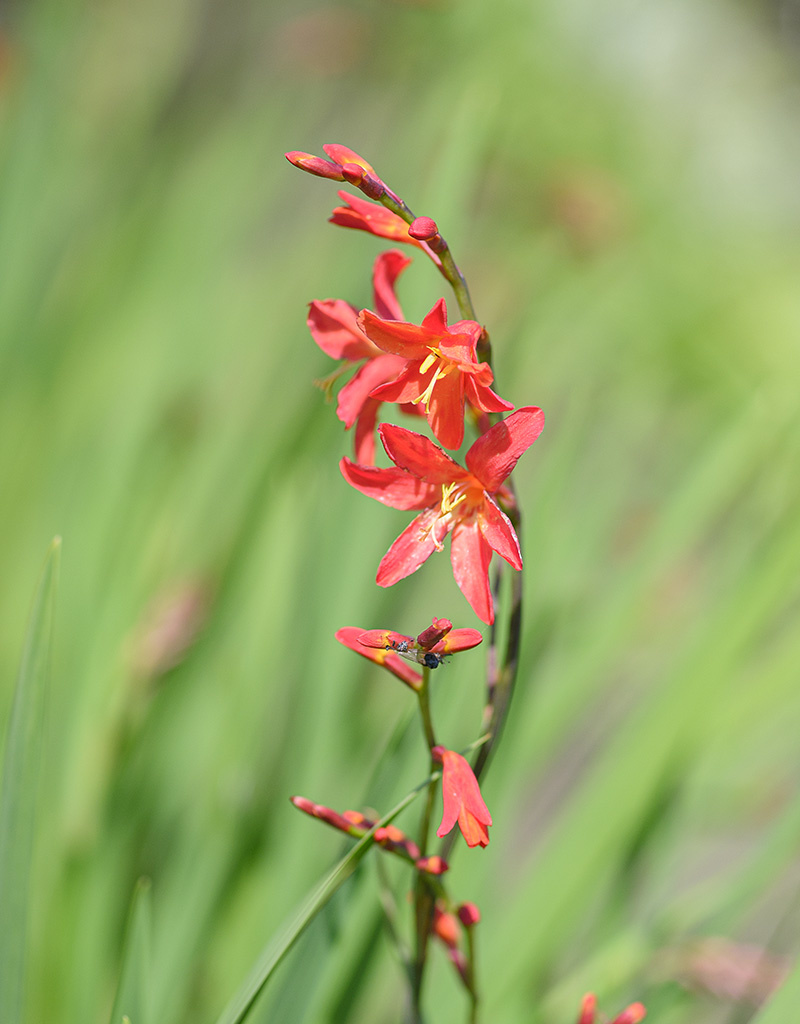 Montbretia  Crocosmia 'Carmine Brilliant' (montbretia) - AANBIEDING