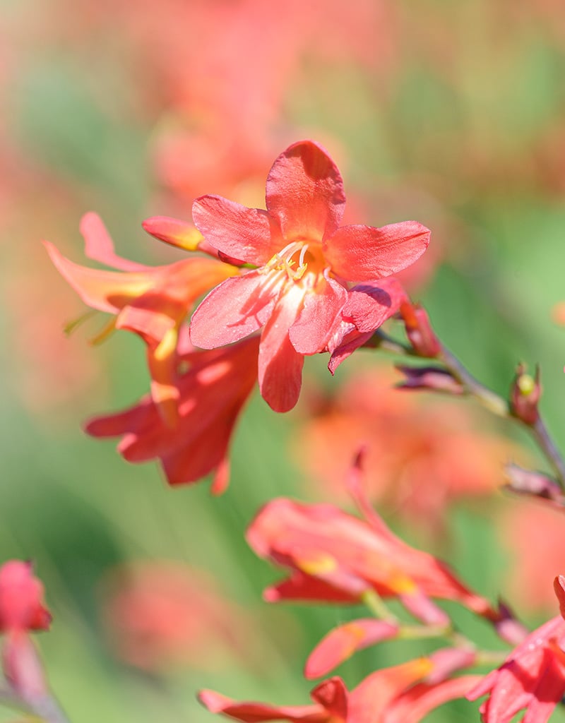 Montbretia  Crocosmia 'Carmine Brilliant' (montbretia) - AANBIEDING