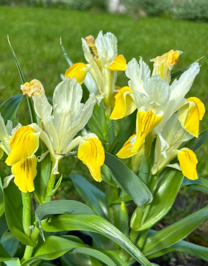 Iris  Iris bucharica (gewei iris)