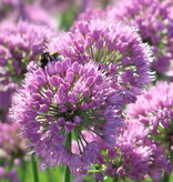 Sierui  Allium 'Millennium'