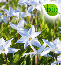 Oude wijfjes  Ipheion uniflorum 'Wisley Blue', BIO