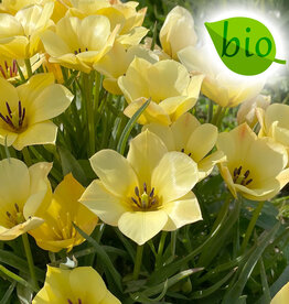 Tulp  Tulipa batalinii 'Yellow Jewel', BIO